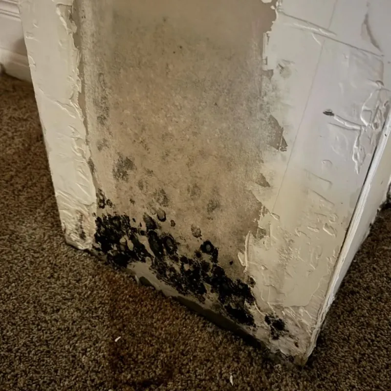 Professional Mold Removal in Grantsville, WV